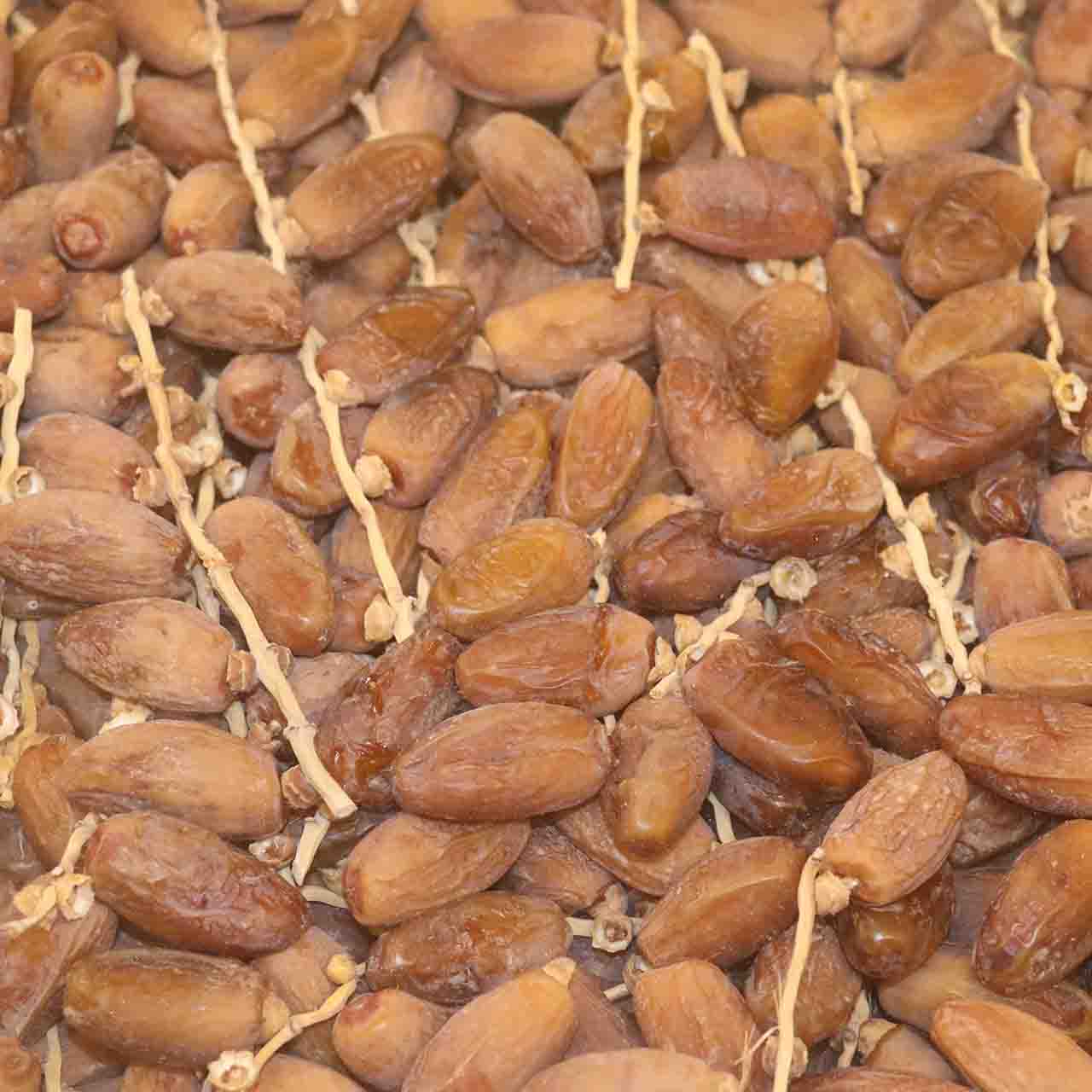 তিউনিসিয়ান ছড়া খেজুর 1Kg (ডালসহ একদম ফ্রেশ)